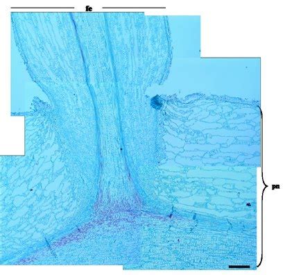 Longitudinal section through the junction of pneumatophore (pn)-feeding... | Download Scientific ...