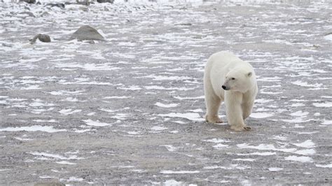 If Paris Agreement Goals Are Missed These Polar Bears Could Go Extinct