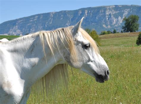 LE MAXIMUM: Tête de cheval blanc - photo et fond d'écran gratuits