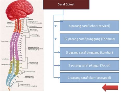 anatomi sistem saraf