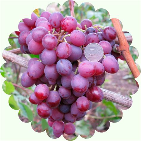 Виноград Мускат Новошахтинский