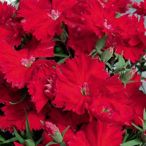 Гвоздика китайская Диана Cкарлет - Малинка