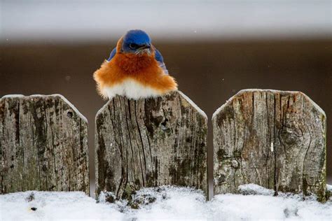 Eastern Bluebird Guide (Sialia sialis) - Birding Insider