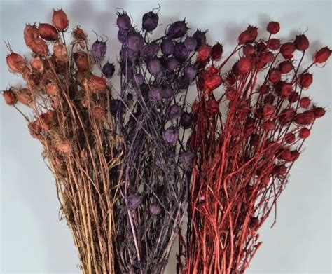 Сухоцвет Нигелла коробочки 55 см, коричневый FAv1043