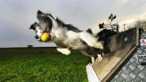 Flyball for Dogs: A dog sport for all breeds