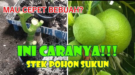 Bibit Unggulan Cara Stek Pohon Sukun Untuk Pemula Youtube