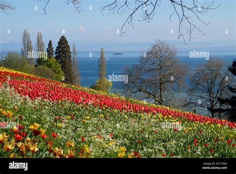 flower tulips mainau island lake  res stock photography  images
