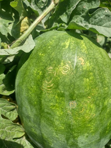 Tim Flanders On Twitter Papaya Ring Spot Virus In Watermeloncool