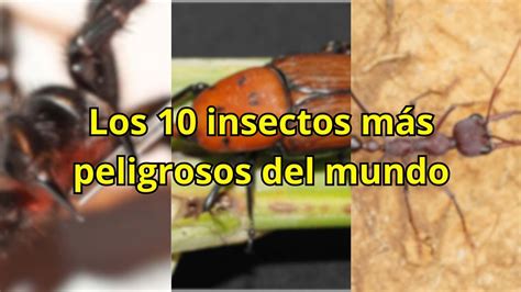 Los 10 Insectos Más Peligrosos Del Mundo Youtube