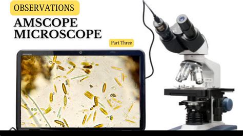 Amscope Microscope Observation Of Pond Water Organisms Diatoms Youtube