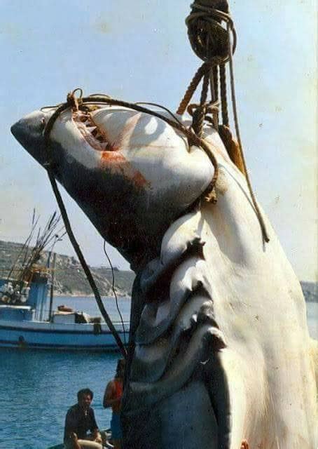 Biggest Great White Shark Ever Caught In The World