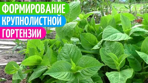 Куст Гортензии Будет ПЫШНЫМ, Если Проводить Такую ФОРМИРОВКУ. Мои цветы ...