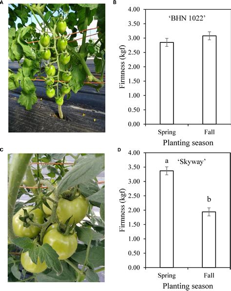 Frontiers Tomato Fruit Quality Is More Strongly Affected By Scion Type And Planting Season