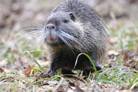 Nutria – natur-erleben-online