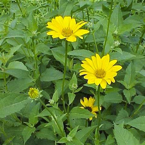 Heliopsis Helianthoides ⋆ Imagine IGL