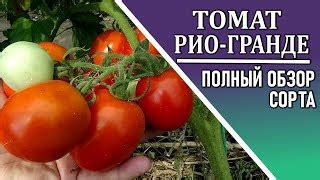 Томат Рио Фуего - описание сорта, характеристики, выращивание, болезни ...