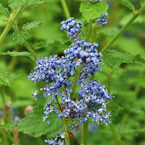 Краснокоренник американский / Краснокоренник (цеанотус) / Кустарники ...