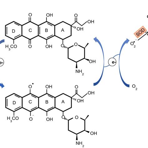 DOX redox cycling begins with a one-electron reduction of the quinone ... 