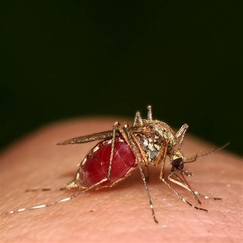 Mosquito - full by IvanAntolic on DeviantArt