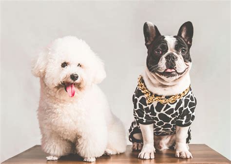 Photo Of Different Puppies · Free Stock Photo