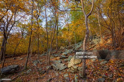 Autumn Leaf Colors High-Res Stock Photo - Getty Images