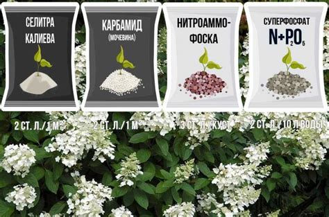 Удобрение для гортензии метельчатой