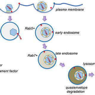 Model For Cellular Entry Of Naked And Quasi Enveloped Hev Virions