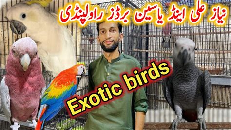 Rawalpindi Ma Aa Gay Exotic Birds Macaow Gray Parrot Cockatoo Gala