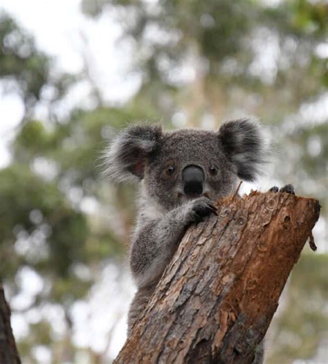 Disease – Koala Hospital