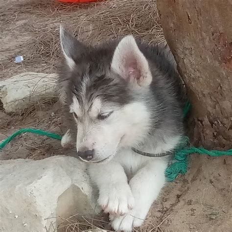 Chiot Husky De Sib Rie Thi S