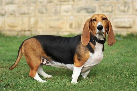 Basset Hound Vs Bloodhound Whats The Difference Imp World