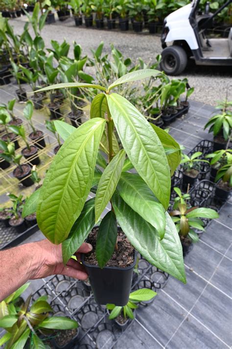 Syzygium Megacarpa Giant Lau Lau Tree