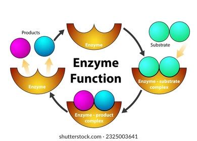 Enzyme Substrate Complex Labeled
