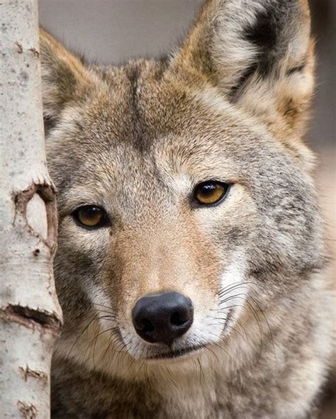 Links 12 5 12 Naked Capitalism