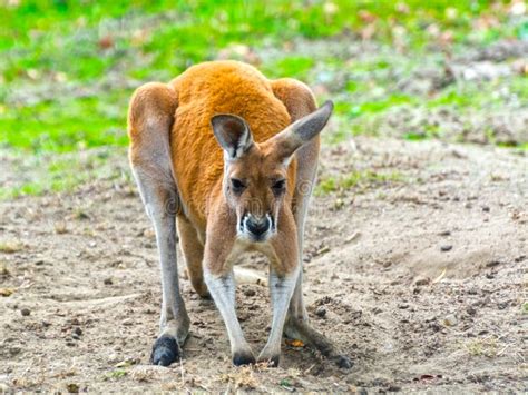 Red Kangaroo Macropus Rufus is the Largest of All Kangaroos, the Largest Terrestrial Mammal ...