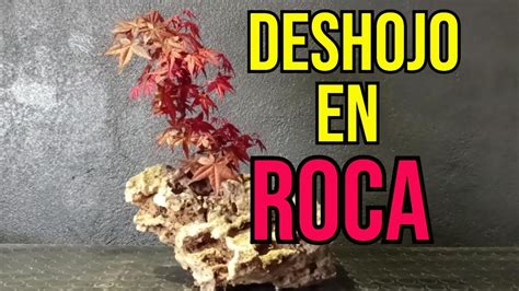 Acer Palmatum Deshojo En Roca Youtube