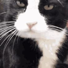 Licking Pussy GIFs Tenor