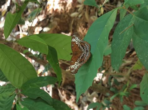 Adventures With The Naked Hermit Crabs