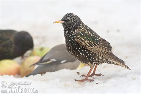 Starling Photos, Starling Images, Nature Wildlife Pictures | NaturePhoto