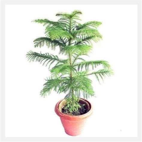 Araucaria Indoor Plant