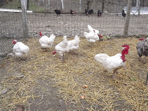 Naked Neck For Sale Chickens Breed Information Omlet