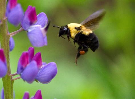 Bumble Bee In Flight Photograph By Katie Kline