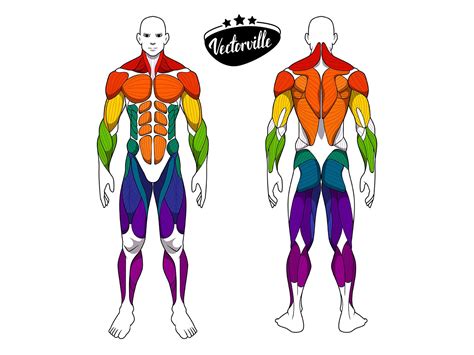 Anatomy Man Artofit