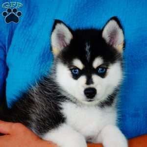 Teacup Pomsky Puppies For Sale Near Me - Pets Lovers