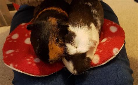 rabbit and guinea pig rescue near me - Bryanna Regalado