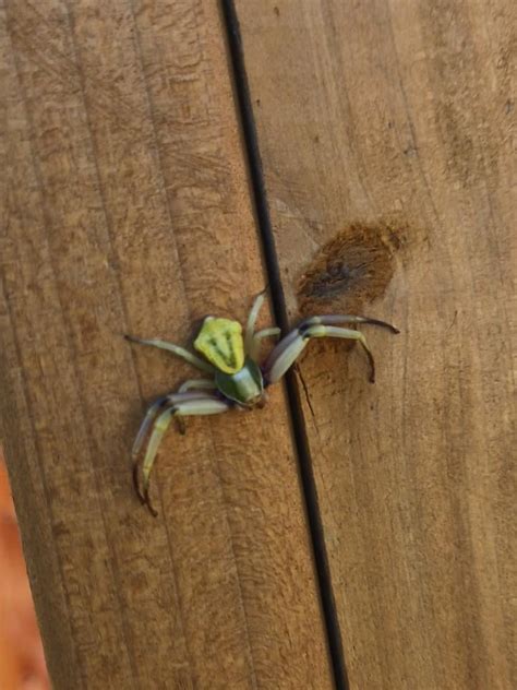 crab spider? what is this crustaceaus lookin beaut? Florida panhandle ...