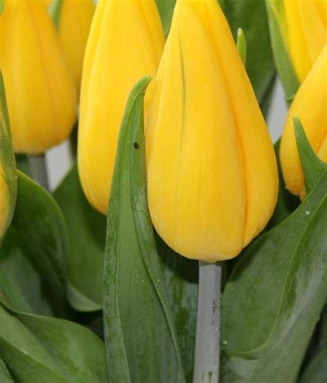 Тюльпан «Стронг Голд» (Tulip “Strong Gold”) — Саженцы в Орле