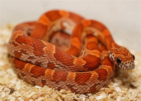 Sunkissed Corn Snake Traits Morphpedia