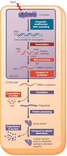 Chapter 19 Control Of Gene Expression In Eukaryotes Flashcards Quizlet