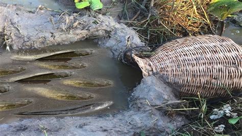 Build Unique Primitive Fish Trapping Tool Using Bamboo Basket Trap That